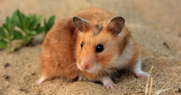 Ngoại hình và kích thước Hamster Syrian