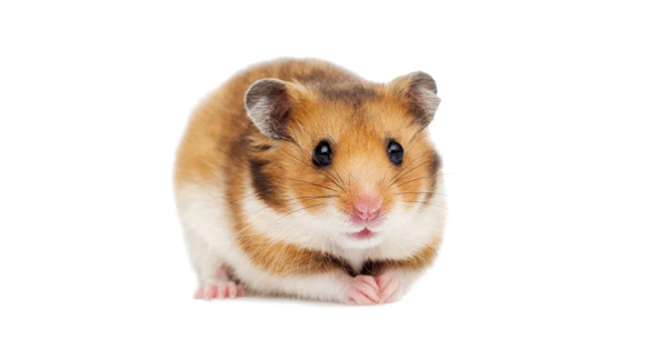 Hành vi và tính khí của Hamster Syrian