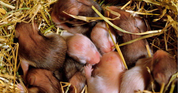 Vòng đời và sinh sản của chuột Hamster Syrian
