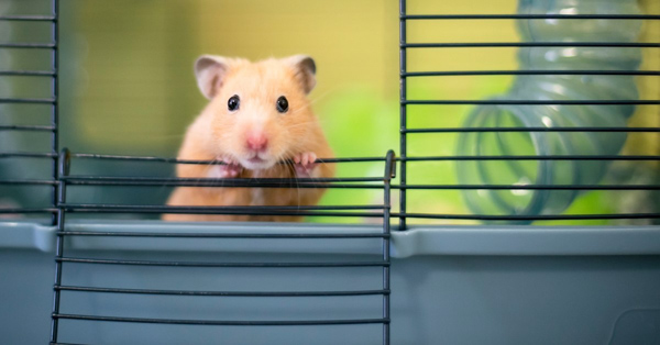Hamster Syrian được bán với giá bao nhiêu?