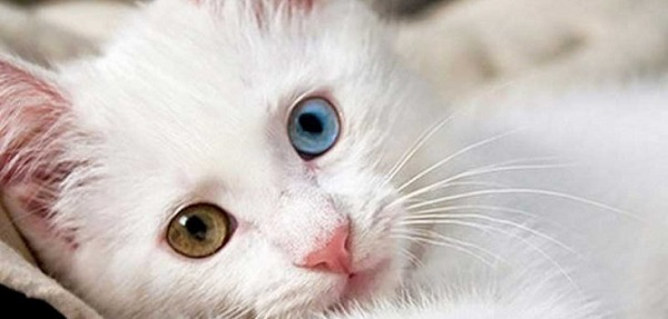 Chú mèo có 2 màu mắt độc đáo