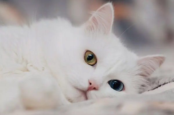 Tại sao mèo có 2 màu mắt khác nhau
