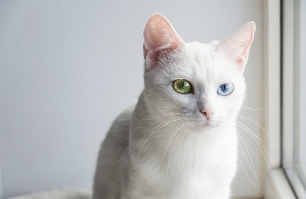 Mèo mắt 2 màu có tốt không?