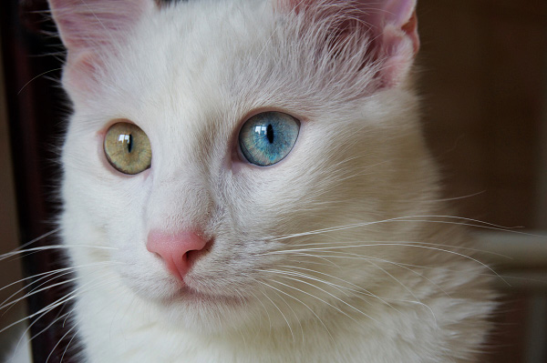 Mèo Angora 2 mắt độc lạ