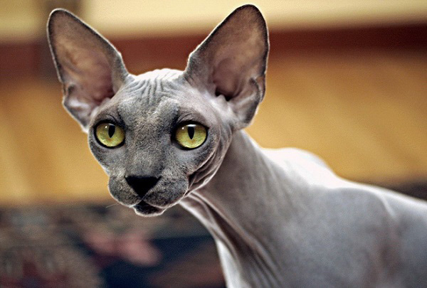 Mèo Sphynx có ngoại hình giống tượng nhân sư ở Ai Cập