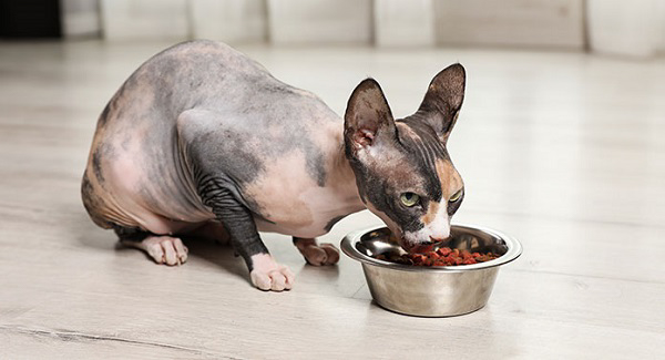 Chế độ ăn uống của giống mèo này rất đơn giản