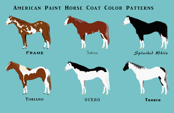 Màu sắc của ngựa sơn Mỹ