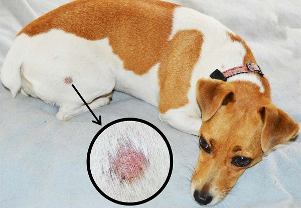 Những dấu hiệu thường thấy ở bệnh viêm da ở chó