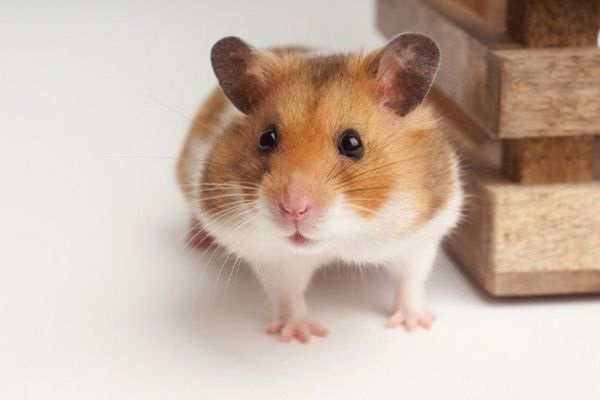 Hamster đạt tuổi trưởng thành nhanh hơn các loài động vật khác