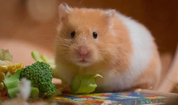 Tuổi thọ của chuột hamster dựa theo rất nhiều yếu tố