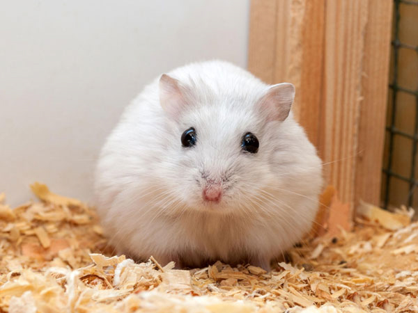 Một số cách để kéo dài tuổi thọ chuột hamster