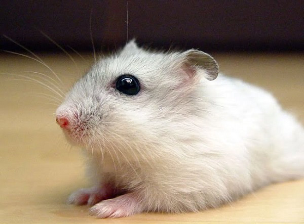 Hamster Winter White