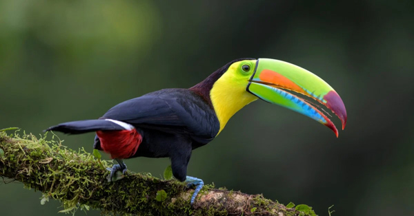 Chim Toucan - Loài chim có chiếc mỏ sặc sỡ dài gần bằng cơ thể