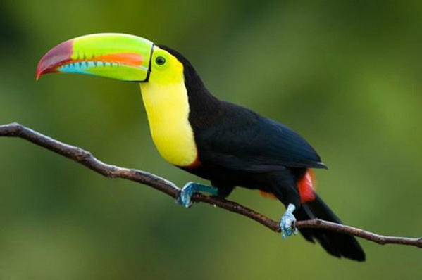 Chim Toucan - Loài chim có chiếc mỏ sặc sỡ dài gần bằng cơ thể