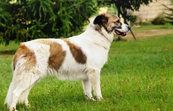 Chó Aidi - Đặc điểm tính cách, chế độ ăn uống và chế độ chăm sóc