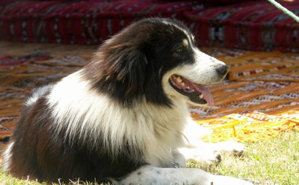 Chó Aidi - Đặc điểm tính cách, chế độ ăn uống và chế độ chăm sóc