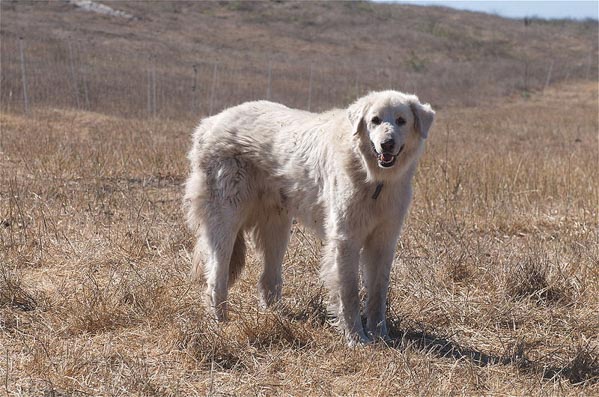 Chó Akbash - Đặc điểm ngoại hình, tính cách và cách chăm sóc