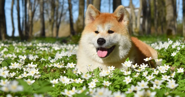 Chó Akita Inu - Nguồn gốc, đặc điểm ngoại hình và tính cách