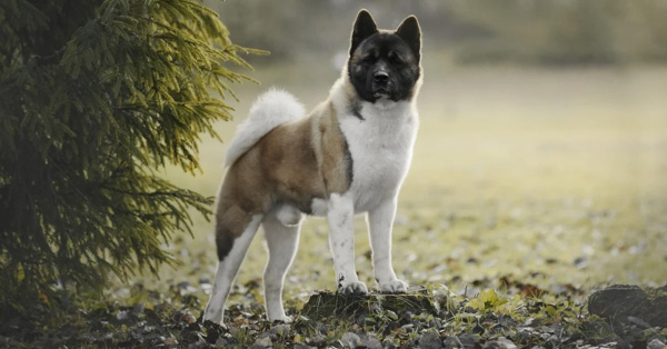 Chó Akita Inu - Nguồn gốc, đặc điểm ngoại hình và tính cách