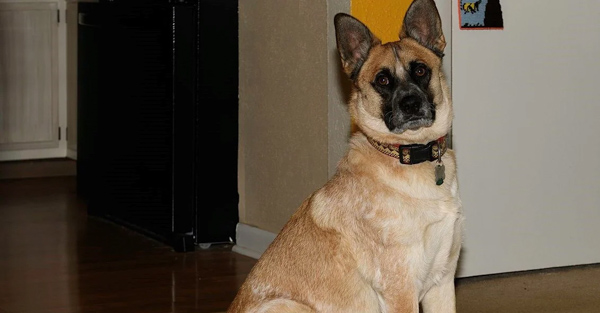 Chó Akita Shepherd - Giống chó lai đặc biệt, nổi tiếng