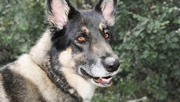 Chó Akita Shepherd - Giống chó lai đặc biệt, nổi tiếng