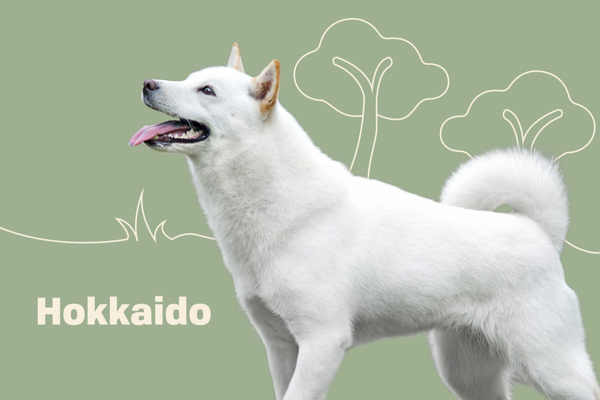 Chó Hokkaido Inu Nhật Bản - Đặc điểm ngoại hình, tính cách, giá bán chi tiết