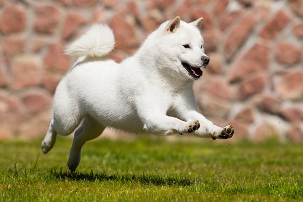 Chó Hokkaido Inu Nhật Bản - Đặc điểm ngoại hình, tính cách, giá bán chi tiết