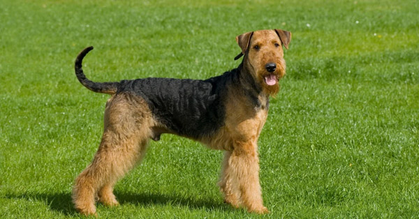 Chó sục Airedale Terrier - Đặc điểm tính cách, trọng lượng và cách chăm sóc