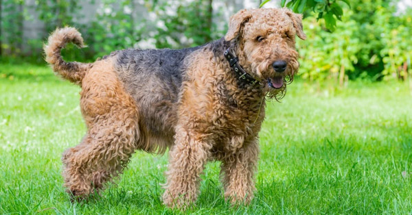 Chó sục Airedale Terrier - Đặc điểm tính cách, trọng lượng và cách chăm sóc