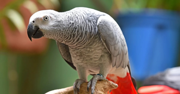 Loài vẹt - Đặc điểm tính cách, ngoại hình và các thông tin thú vị khác