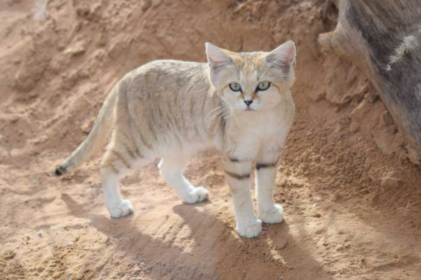 Mèo cát là mèo gì? Thông tin thú vị về giống mèo cát nhỏ bé, quý hiếm