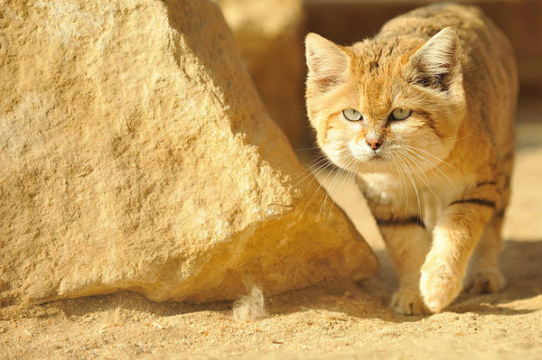 Mèo cát là mèo gì? Thông tin thú vị về giống mèo cát nhỏ bé, quý hiếm