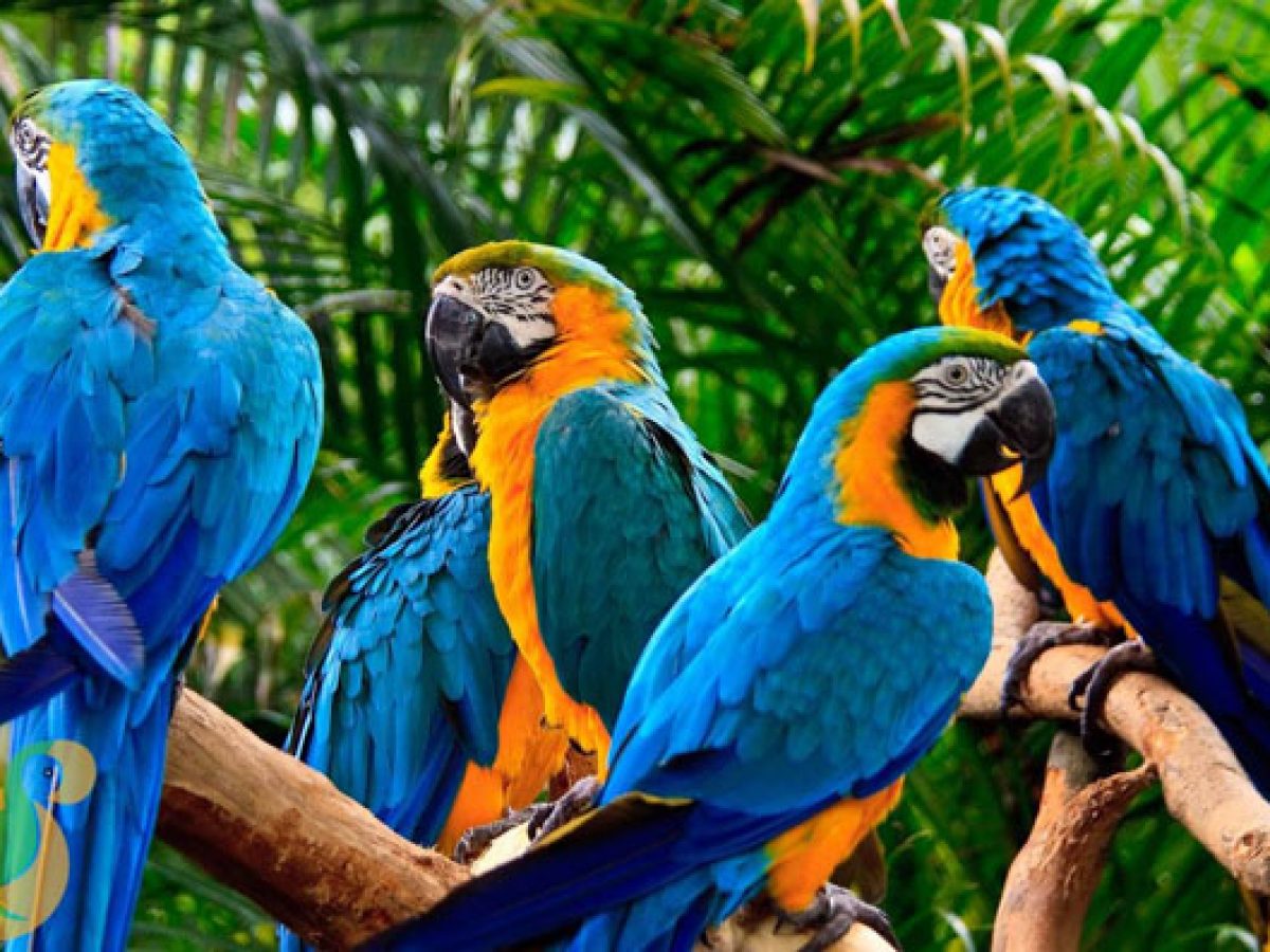 Tiếng Vẹt, Két Kêu. Tiếng Vẹt Gọi Bầy Hay Nhất. |Parrot Sound - YouTube