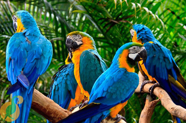 Vẹt đuôi dài (Vẹt Macaw)