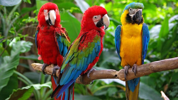 Vẹt đuôi dài (Vẹt Macaw)