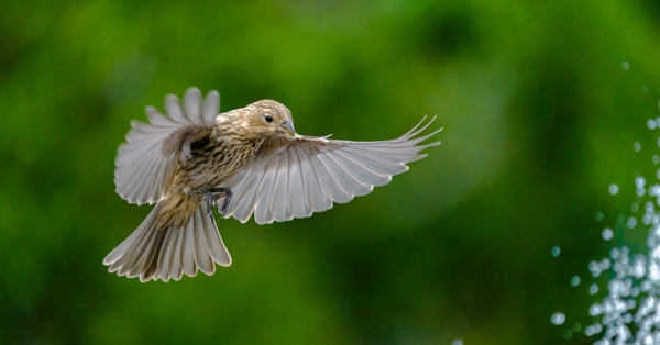 Chim sẻ đầu đỏ Bắc Mỹ (House Finch) - Đặc điểm ngoại hình, hành vi và môi trường sống