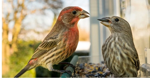 Chim sẻ đầu đỏ Bắc Mỹ (House Finch) - Đặc điểm ngoại hình, hành vi và môi trường sống