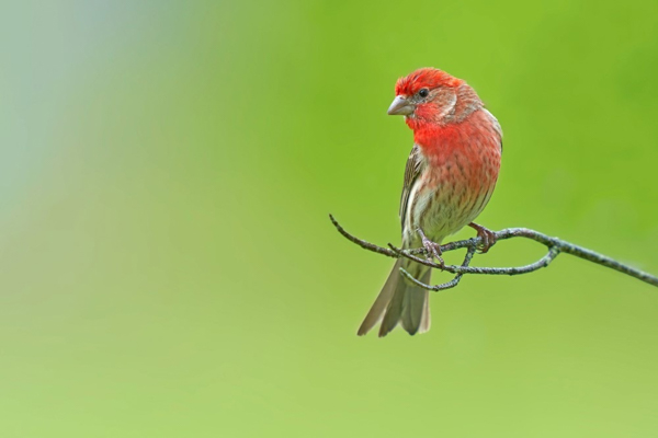 Chim sẻ đỏ (Red Finch)