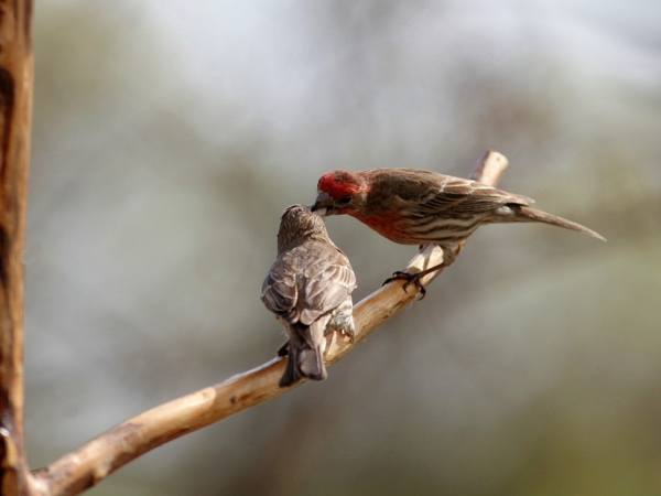 Chim sẻ đỏ (Red Finch)