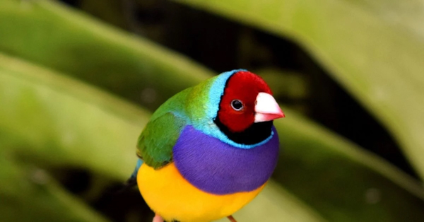 Chim sẻ Gouldian - Loài chim sẻ bảy màu xinh đẹp, ấn tượng