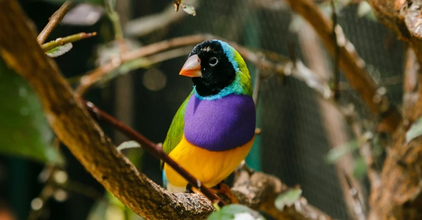 Chim sẻ Gouldian - Loài chim sẻ bảy màu xinh đẹp, ấn tượng