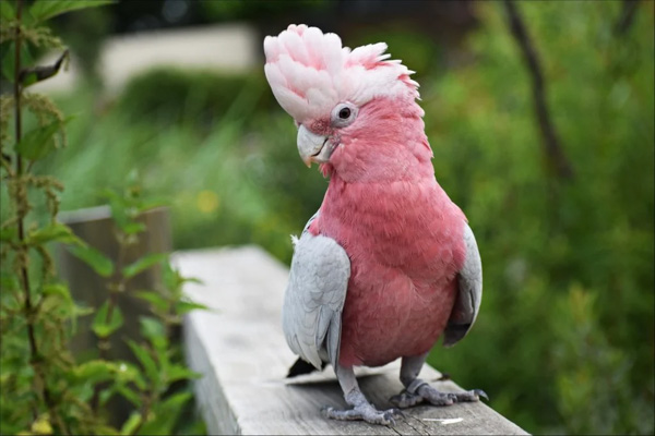 Vẹt Cockatoo là chim gì, ăn gì, giá bao nhiêu, mua ở đâu ?