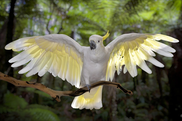 Vẹt mào Cockatoo là chim gì? Đặc điểm ngoại hình, tính cách và hành vi