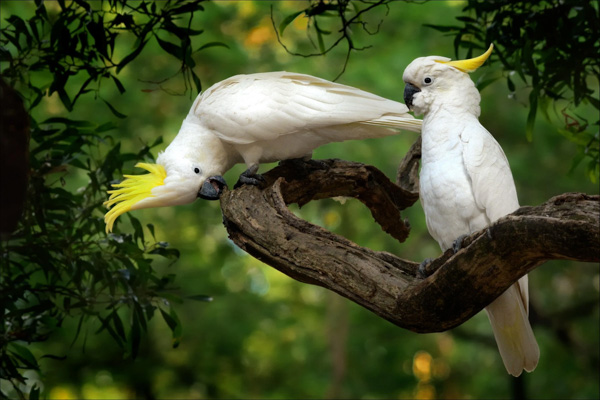 Vẹt mào Cockatoo là chim gì? Đặc điểm ngoại hình, tính cách và hành vi