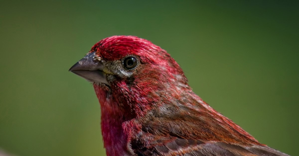 Chim sẻ tím (Purple Finch) - Đặc điểm ngoại hình, hành vi và quá trình sinh sản