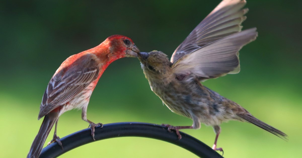 Chim sẻ tím (Purple Finch) - Đặc điểm ngoại hình, hành vi và quá trình sinh sản