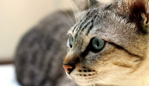 Mèo Mist Úc - Đặc điểm ngoại hình, tính cách và giá bán