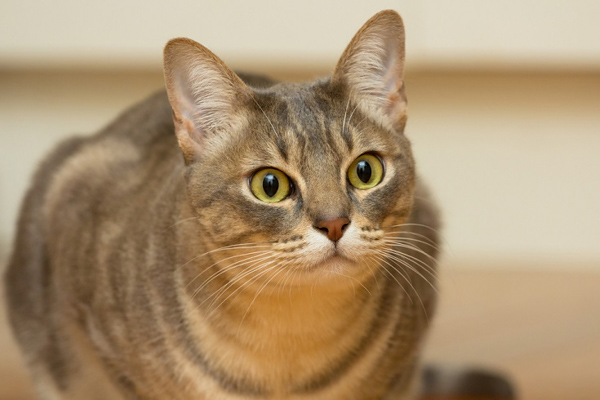 Mèo Mist Úc - Đặc điểm ngoại hình, tính cách và giá bán