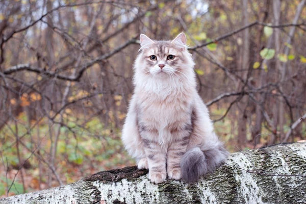 Mèo Siberian - Giống mèo chịu lạnh giỏi nhất thế giới