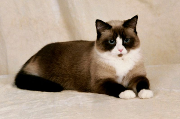Mèo Snowshoe (Mèo tất trắng) - Đặc điểm ngoại hình, tính cách và giá bán